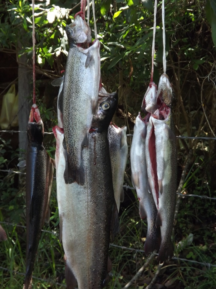 LA ROCA,TUZOOFARI,PESCA,PARIAN HUASCA 206.JPG